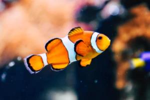 英超联赛第八轮比分解析,亮点与展望英超联赛第八轮比分